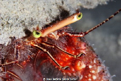 Giant Hermit Crab - Night Dive by Joao Batista Cabral Junior 